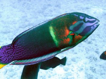 Not sure the what kind of fish this is but it sure is col... by Jeffrey Cowie 